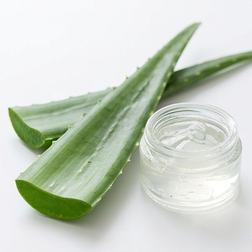 L'aloe vera peut-il aider à lutter contre les troubles de l'érection ?